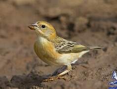 Baya Weaver