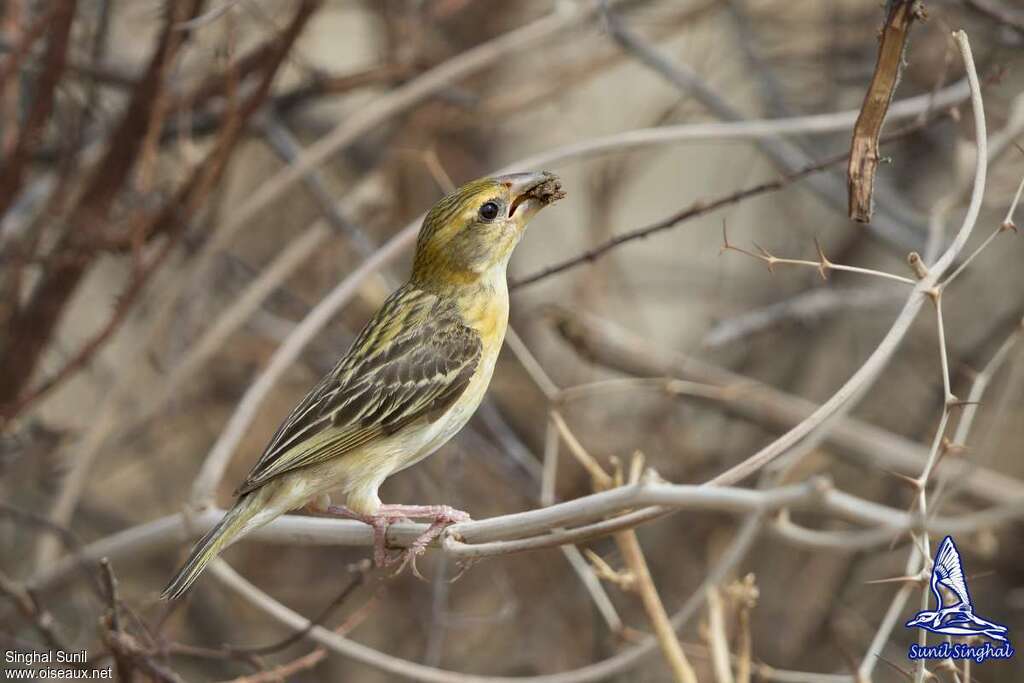 Baya Weaver female adult, identification