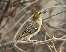 Baya Weaver