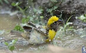 Baya Weaver