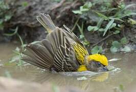 Baya Weaver