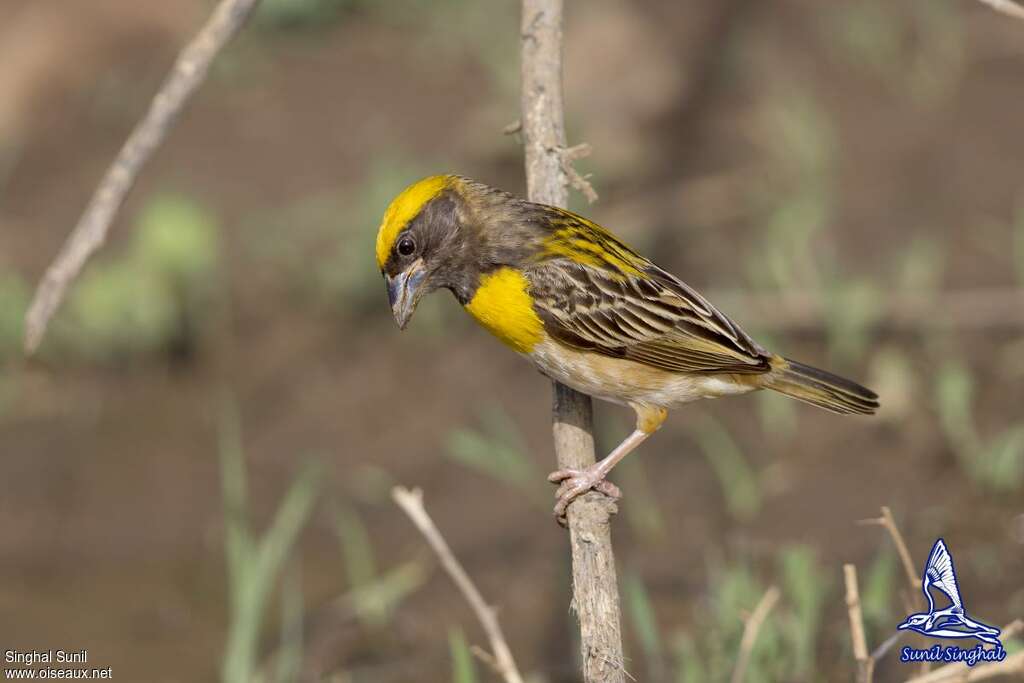 Baya Weaver male adult breeding, identification