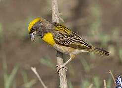 Baya Weaver