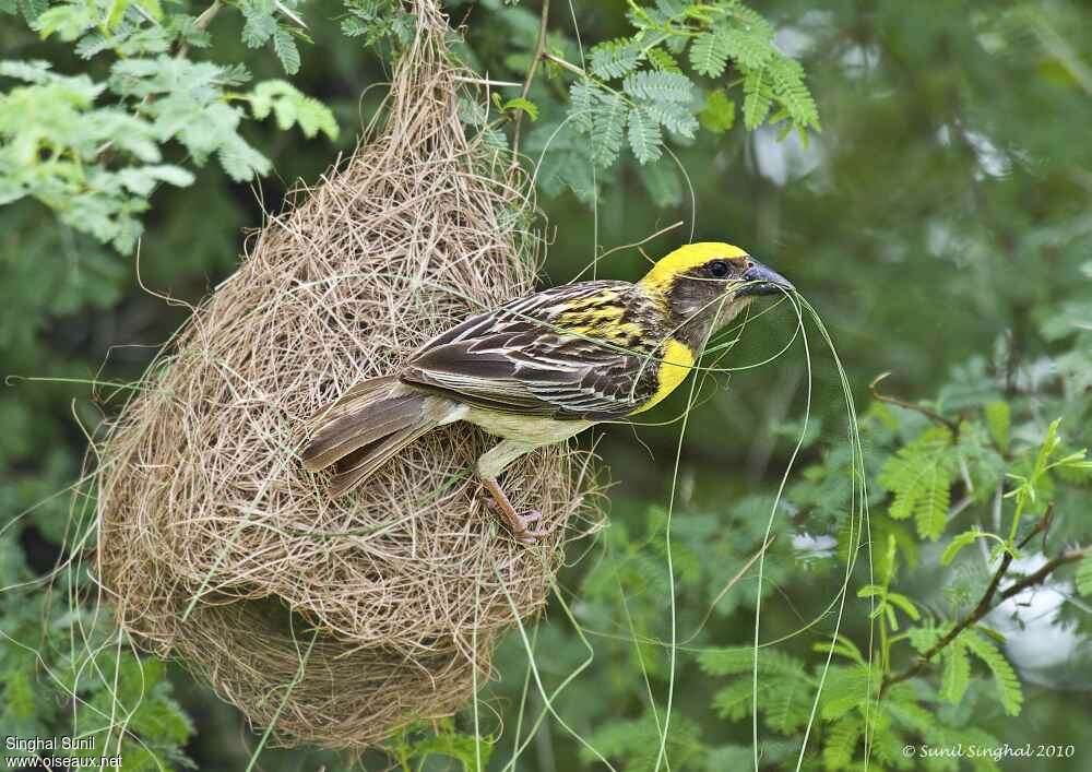 Baya Weaver male adult, pigmentation, Reproduction-nesting, Behaviour