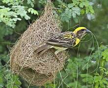 Baya Weaver