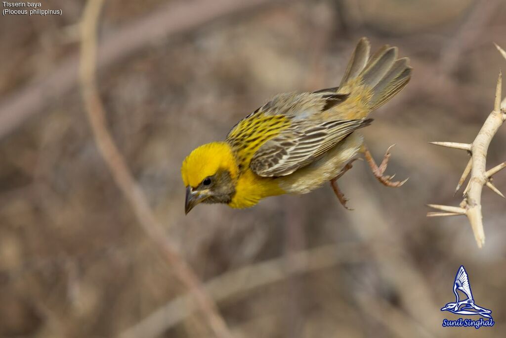 Baya Weaver male, habitat, Flight