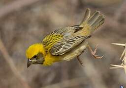 Baya Weaver