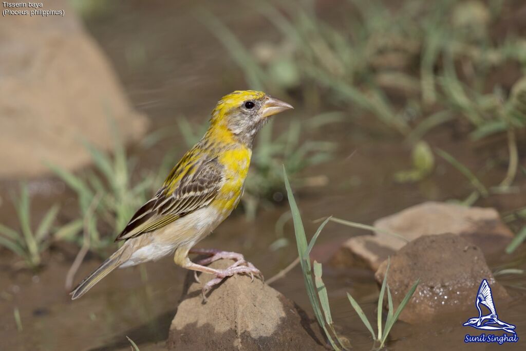 Tisserin baya mâle, identification