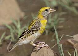 Baya Weaver