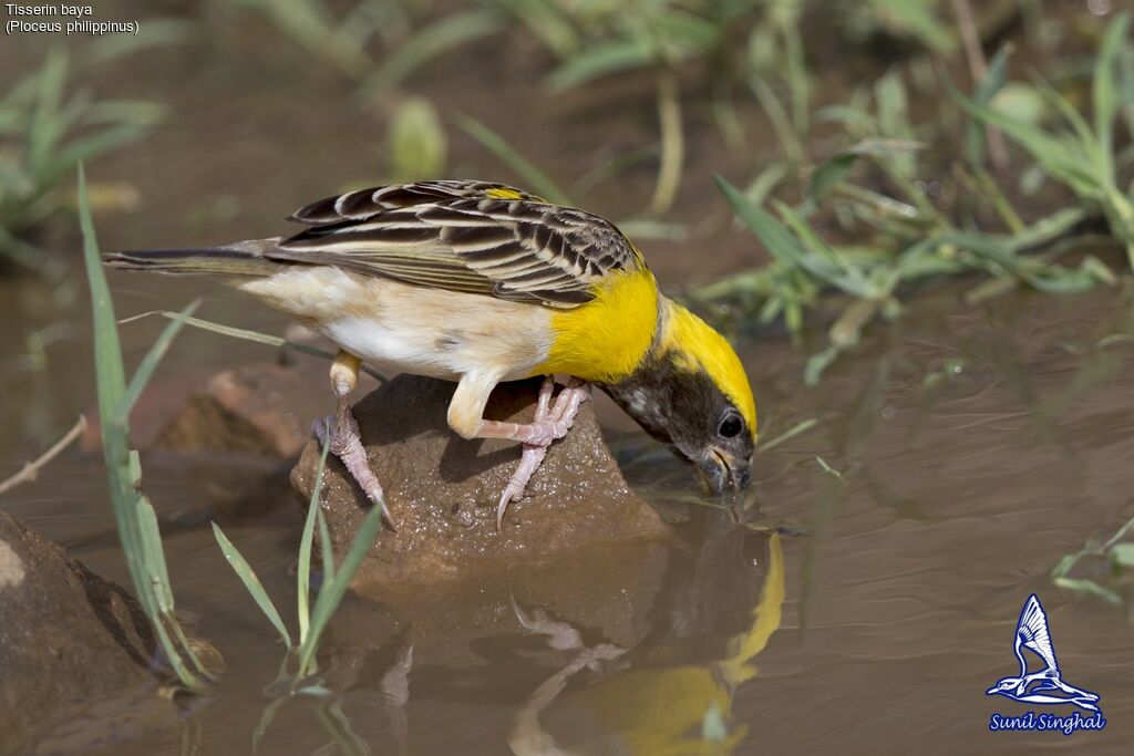 Baya Weaver male, identification, drinks