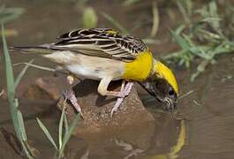 Baya Weaver