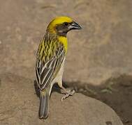 Baya Weaver