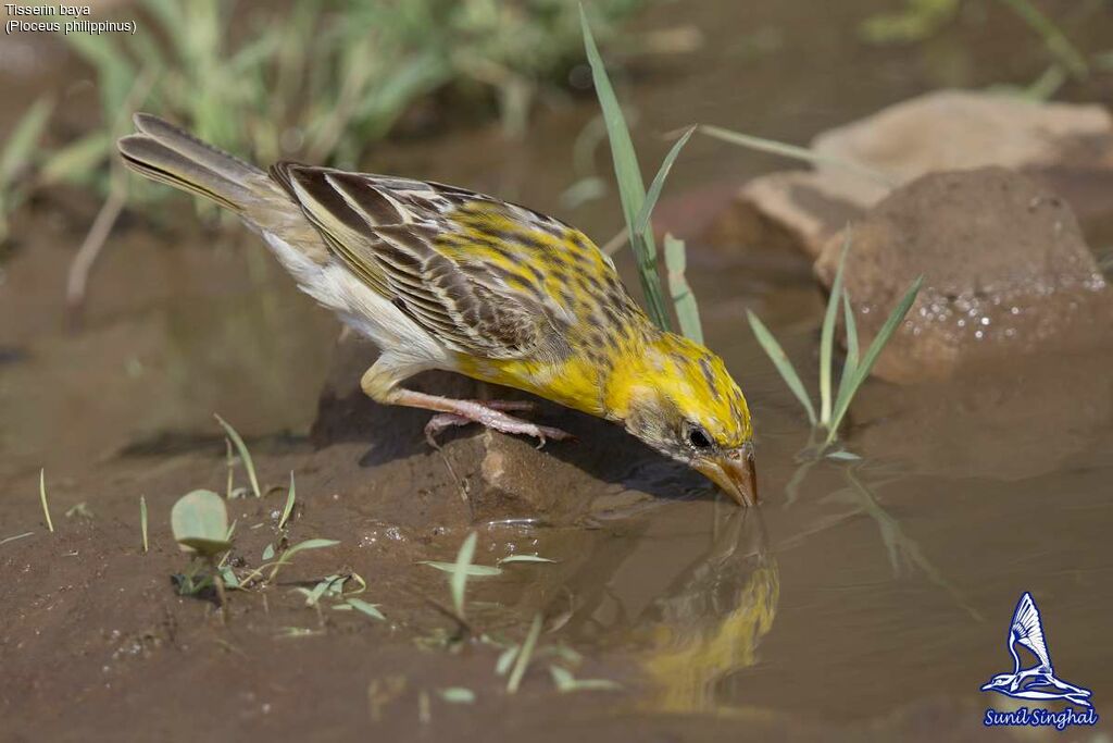 Baya Weaver male, identification, close-up portrait, drinks