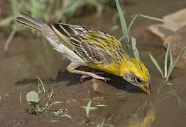 Baya Weaver