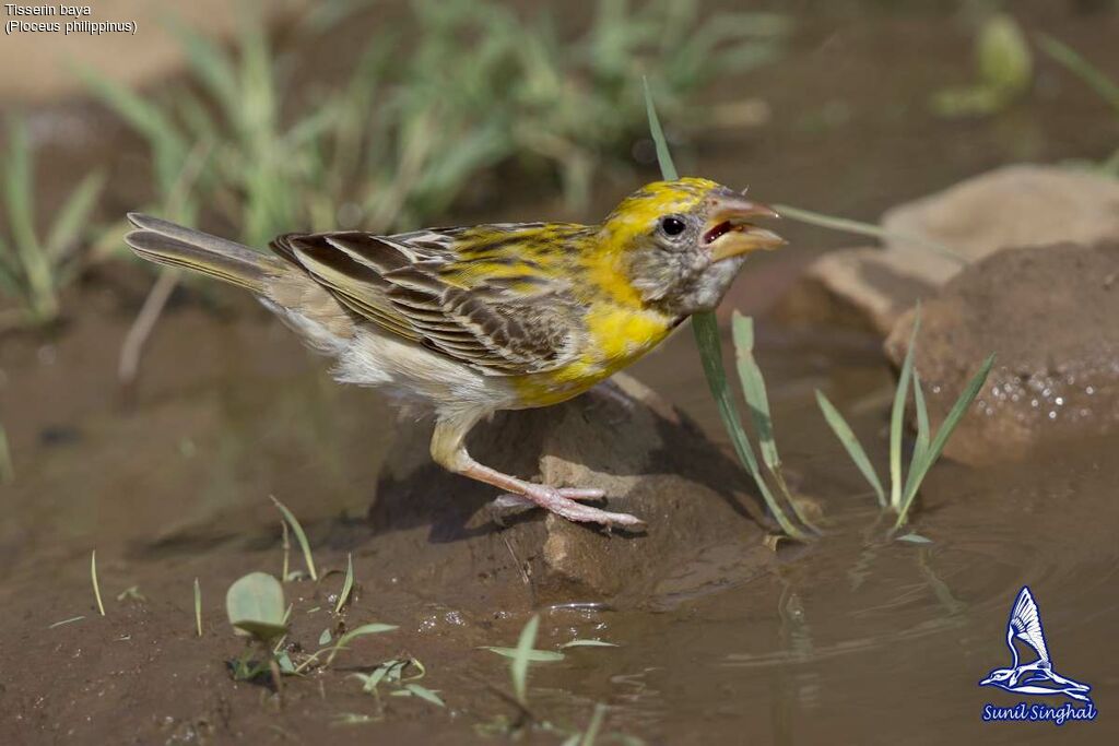 Baya Weaver male, identification, close-up portrait, drinks