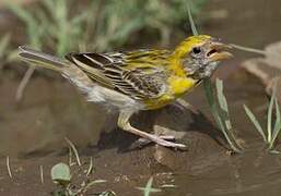 Baya Weaver