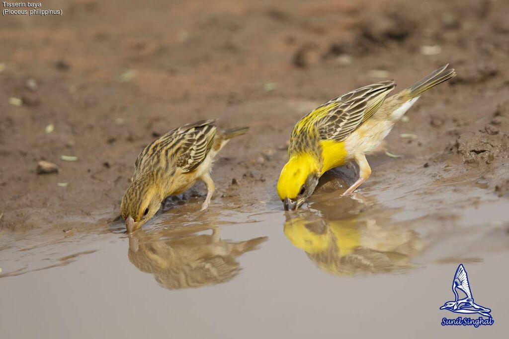 Baya Weaveradult, habitat, drinks