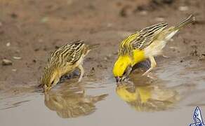 Baya Weaver