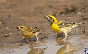 Baya Weaver