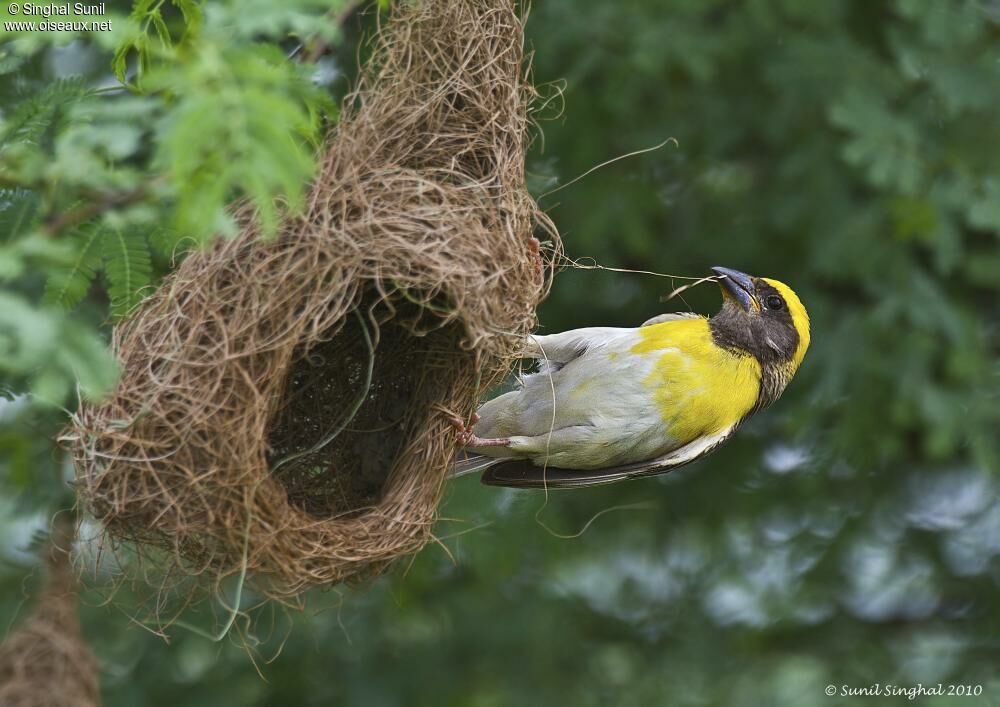 Baya Weaver male adult breeding, identification, Reproduction-nesting, Behaviour