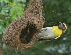 Baya Weaver