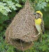 Baya Weaver