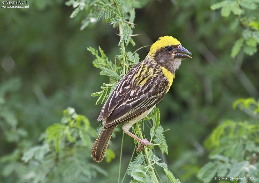 Baya Weaver male adult breeding, identification