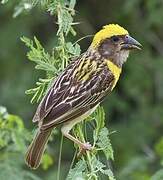 Baya Weaver