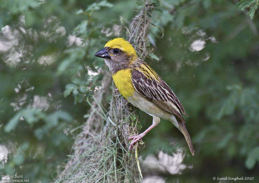 Tisserin baya mâle adulte, identification