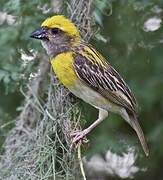 Baya Weaver