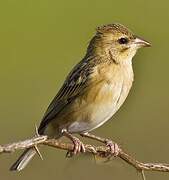 Baya Weaver