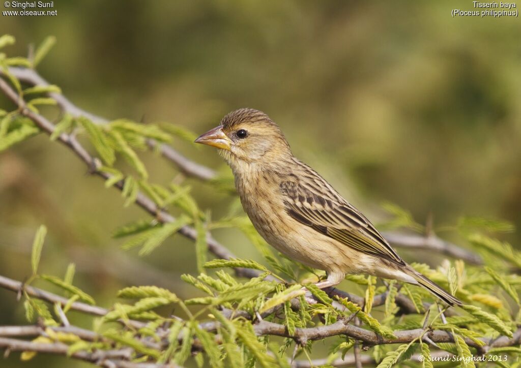 Tisserin baya femelle adulte, identification