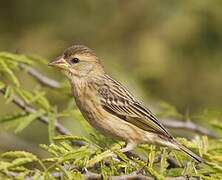 Baya Weaver