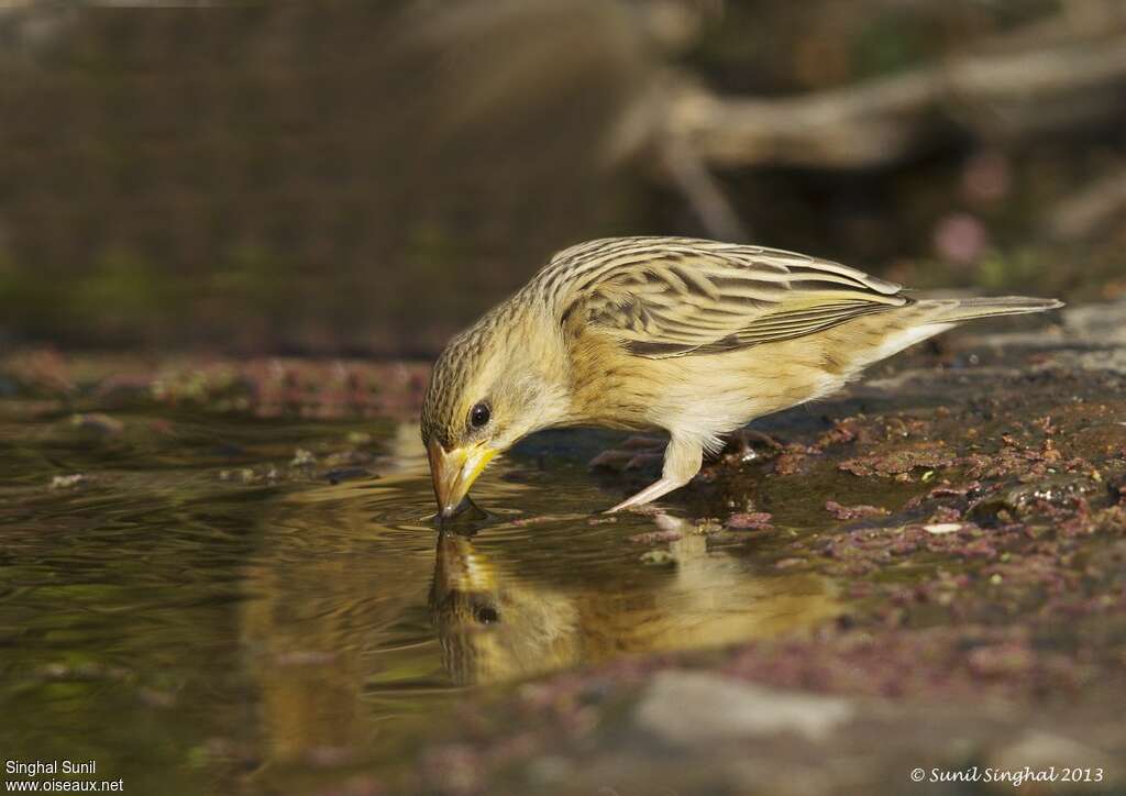 Baya Weaver female adult, drinks, Reproduction-nesting