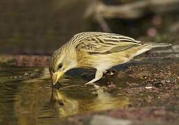 Baya Weaver