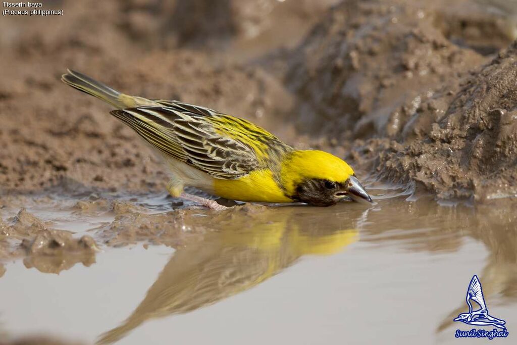 Baya Weaver male, identification, drinks