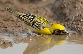 Baya Weaver