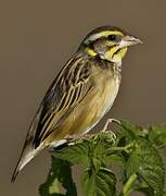 Black-breasted Weaver