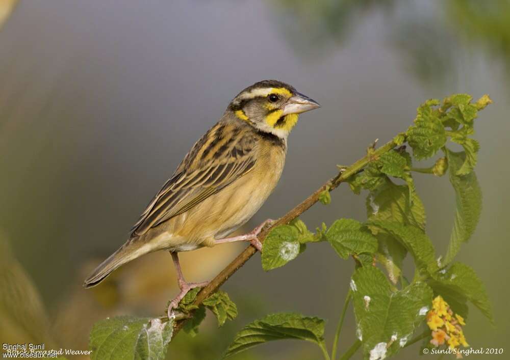 Tisserin du Bengale femelle adulte nuptial, identification