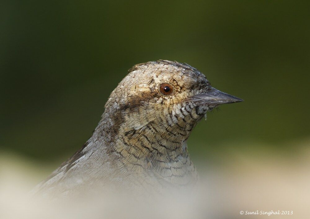 Eurasian Wryneck