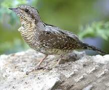 Eurasian Wryneck