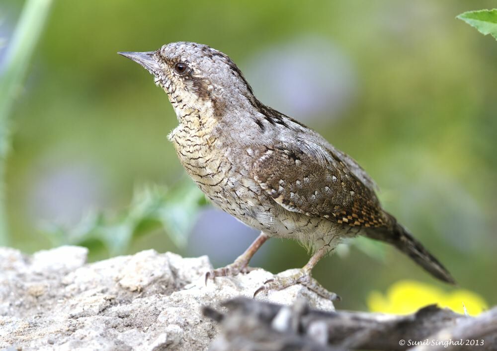 Eurasian Wryneck