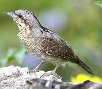 Eurasian Wryneck