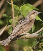 Eurasian Wryneck