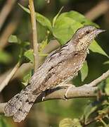 Eurasian Wryneck