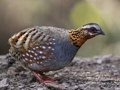 Rufous-throated Partridge