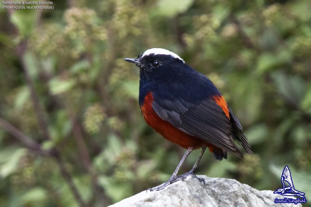 White-capped Redstart male adult, identification