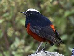 White-capped Redstart