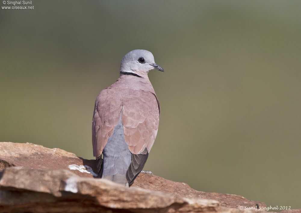 Red Turtle Dove male adult, identification