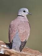 Red Collared Dove